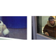 Illustration for article titled You Will Love James Deen as the Ikea Monkey